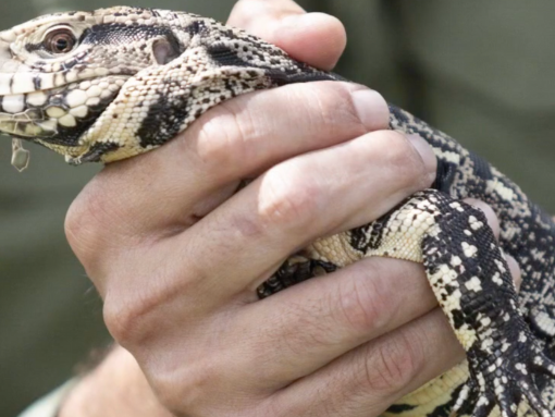A man holding a small black and white lizard.