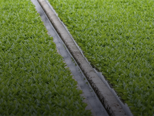 green field of celery