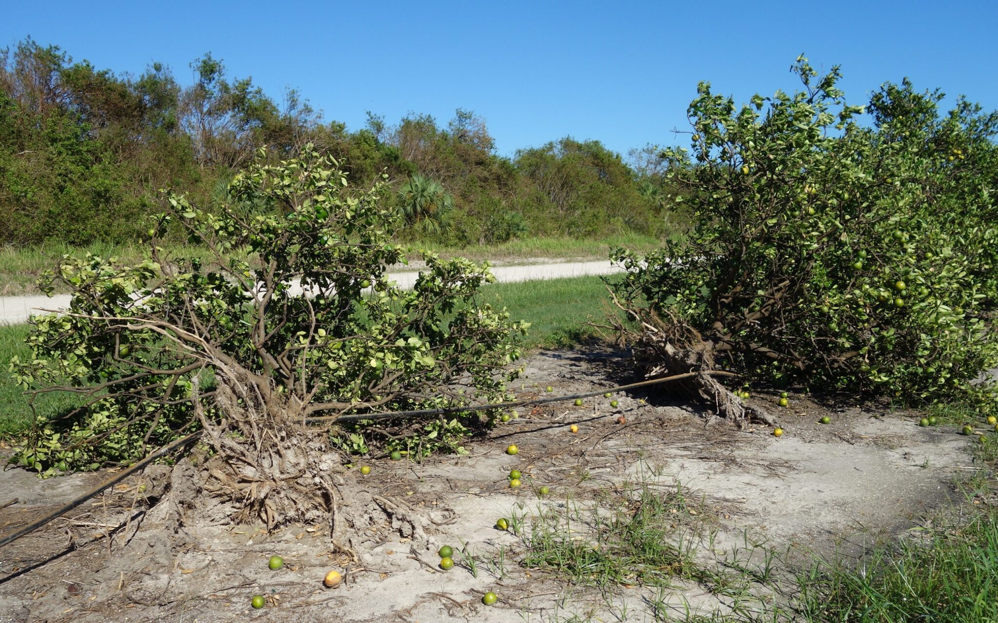 Crop damage from hurricane